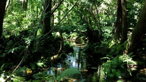 【名水百選】黒部川扇状地湧水群｜杉沢の沢スギ（入善町）