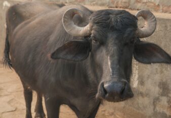 備忘録 VOL.31「日本の幸福度」